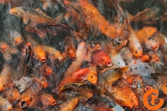 Վիետնամ-Դանանգ